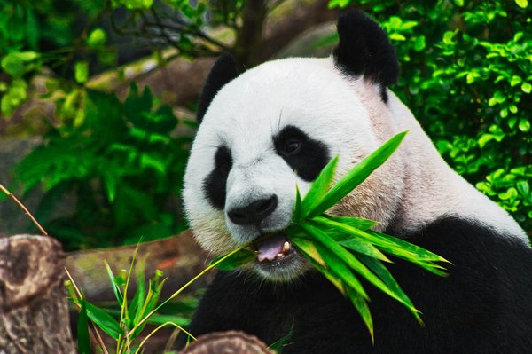 Comment planifier une expédition pour observer les pandas en Chine ?
